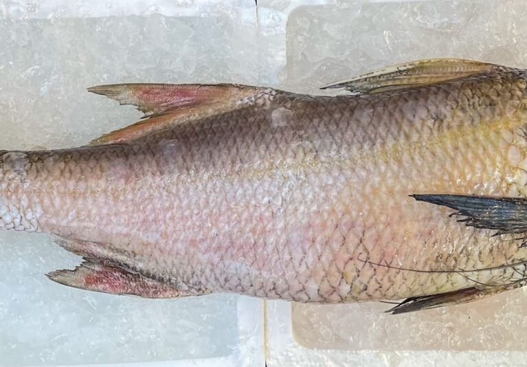 Balai Threadfins Whole (3.5kg+-)